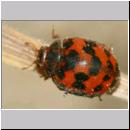 Synharmonia conglobata - Kugeliger Marienkaefer 01c 4mm.jpg